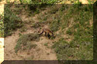 w a d2 3 fox mom walking.jpg (53633 bytes)