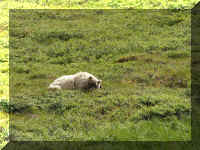 w a d2 4 bear 3 resting.jpg (77819 bytes)