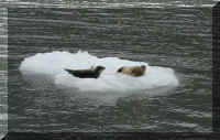 w a s boat ag harbor seals on berg.jpg (41750 bytes)