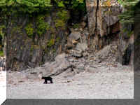 w a s boat bear black on sand.jpg (56356 bytes)