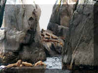 w a s boat sea lions cr inside.jpg (53536 bytes)