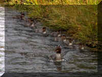 w a k awwc2 ducks in a row.jpg (59263 bytes)