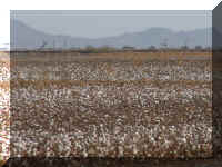 e a az cotton field 150.JPG (51748 bytes)