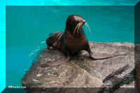 myaq baby sea lion.jpg (33332 bytes)
