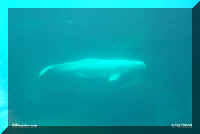 myaq beluga whale.jpg (9119 bytes)