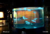 myaq jelly fish tank.jpg (21959 bytes)