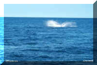 ww1 humpback splash.jpg (31821 bytes)