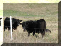 a f1017ks rd_349 cows_1.JPG (57629 bytes)