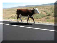 a f0822id_282 cow on road_1.JPG (37130 bytes)