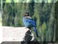 a a f0909wa mr_260 blue bird_1.JPG (39219 bytes)