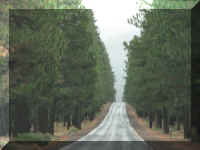 d f1004ca nv_185 road pines_1.JPG (36175 bytes)