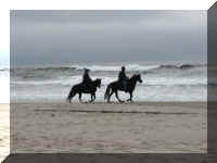 a  f0917or nbsp_128 beach horses_1.JPG (31143 bytes)