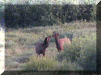 a f0818teton pm_202 moose kissing_1.JPG (51920 bytes)