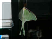 s fr06 56 bug on step 069.JPG (15981 bytes)