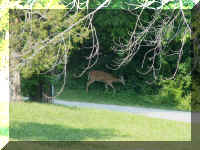 s fr06 56 deer in woods 001.JPG (61554 bytes)