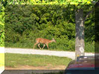 s fr06 56 deer on road 002.JPG (61276 bytes)