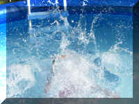 x sun 08 pool splash who_301_1.JPG (60992 bytes)