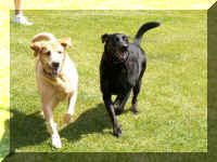 r05 dogs keepaway.jpg (68080 bytes)
