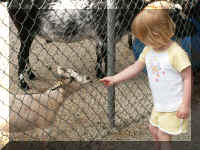 rp05 a feeding goat.jpg (72478 bytes)