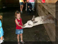 rp05 c feeding llama.jpg (32915 bytes)