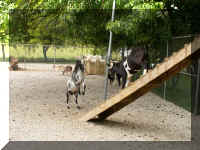 rp05 goats fighting 1.jpg (62664 bytes)