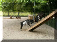 rp05 goats fighting 2.jpg (59876 bytes)