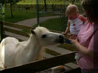 rp05 l with pony.jpg (32465 bytes)