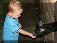 rp05 n feeding goat.jpg (30798 bytes)