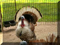 rp05 turkey.jpg (67390 bytes)