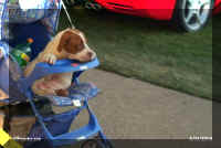 04 dog in stroller.jpg (26589 bytes)