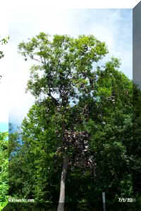 shoe tree all.jpg (20071 bytes)